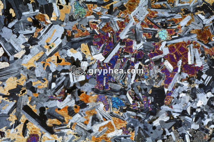 Gabbro LPA x3,5 - gryphea.com